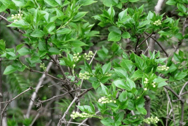 安徽宿松美食"雨花菜",原来野菜也可以这么好吃!