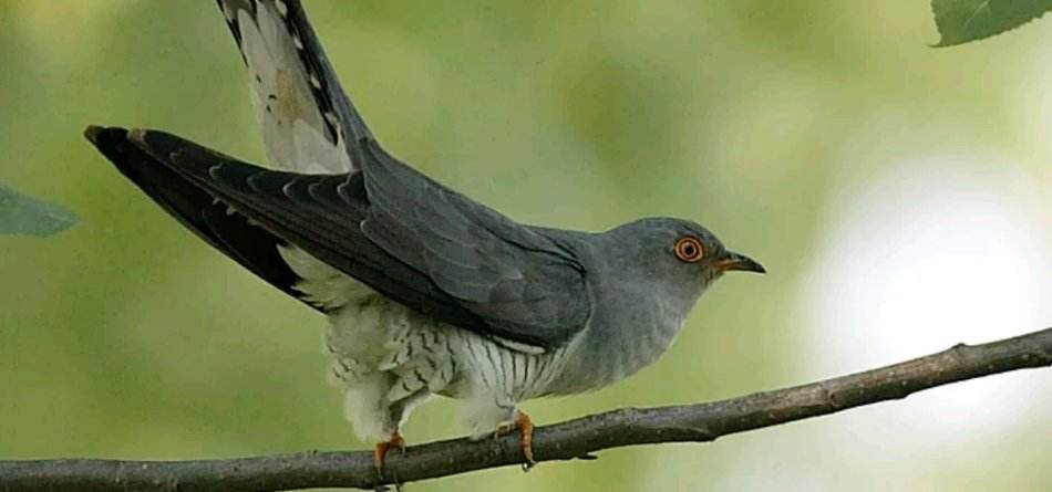 十二星座都是哪一种飞鸟?双子座是鹦鹉,摩羯座是最勤恳的鸟!