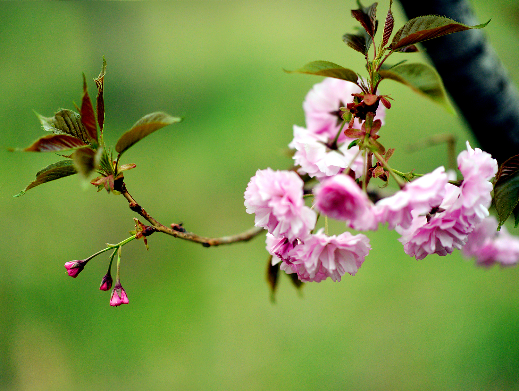 沈阳也有樱花了「原创」