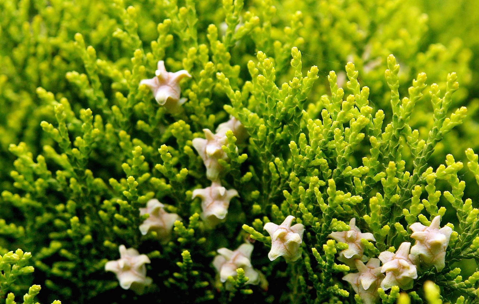 78侧柏叶,秀发守护者99  95今天我要向你们推荐一种神奇的植物