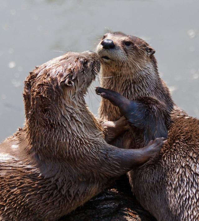 英国水獭湖边约会,抱抱亲亲大秀恩爱真是闪我眼睛啊