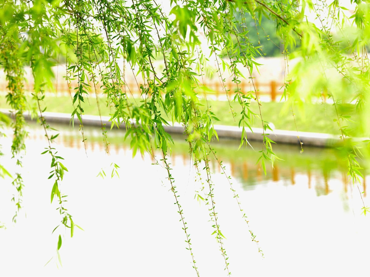 清明时节:踏青,还是扫墓?全国各大清明习俗汇总!