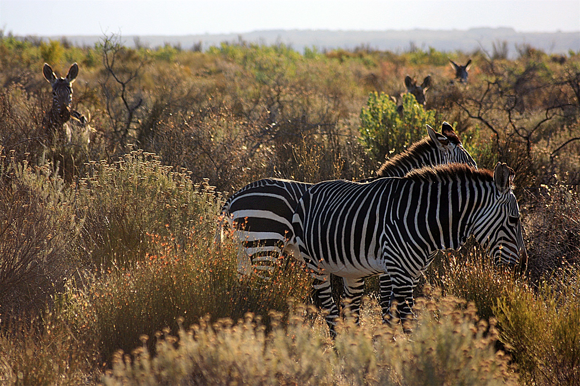能在陡峭山区生活的山斑马,竟成了南非濒临灭绝的哺乳动物