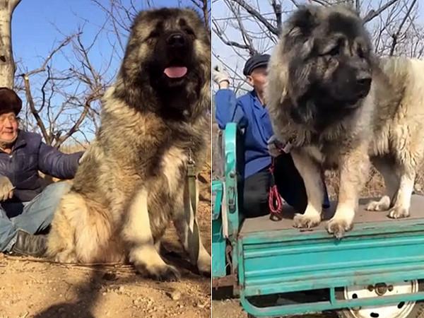 「犬中之王」依偎老农超温驯 高加索犬若发狠…5分钟可咬死藏獒