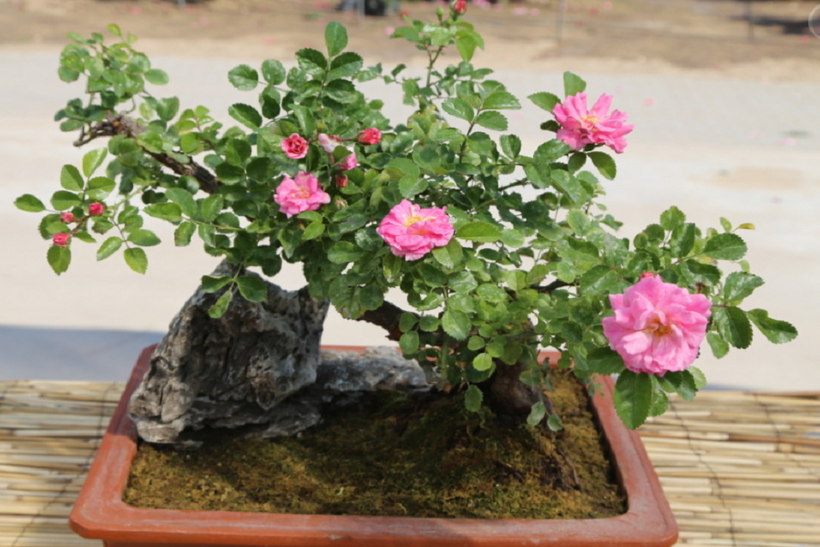 嫁接月季盆景,养桩比嫁接手法更重要