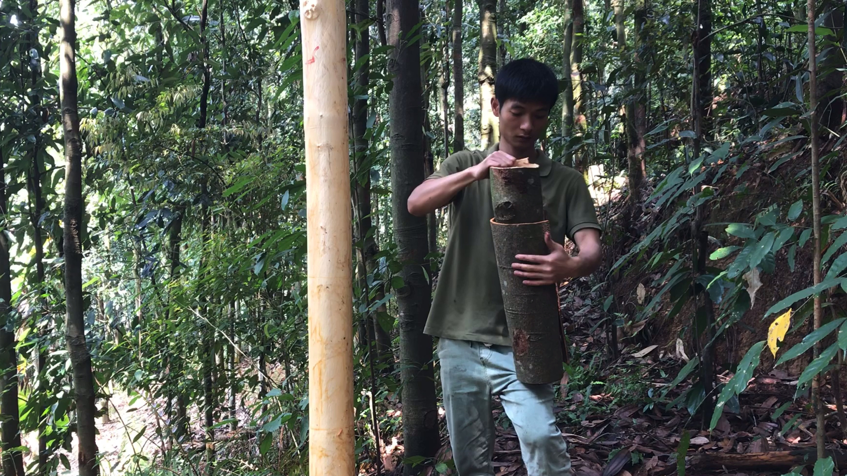 种了二十年的老肉桂,现在有了合适的价钱,剥了桂皮让它从新生长