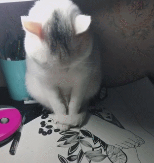 猫咪陪主人熬夜,困得东摇西晃,低头一犯困萌翻人!