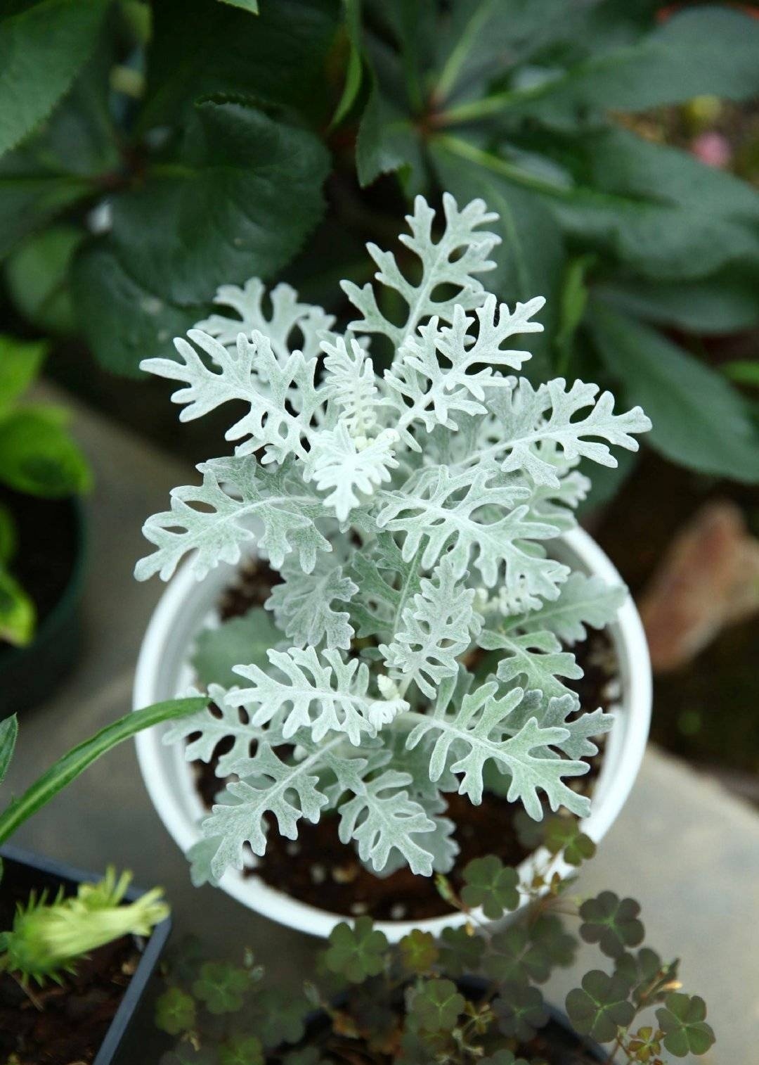 银色叶子的植物,白茫茫的颜色美丽小巧