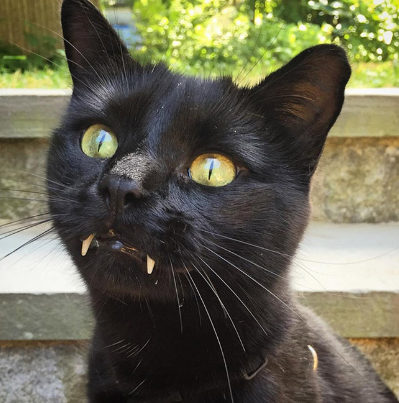 盘点那些有"尖牙利齿"的猫咪们!这样的猫咪你们敢吸吗?