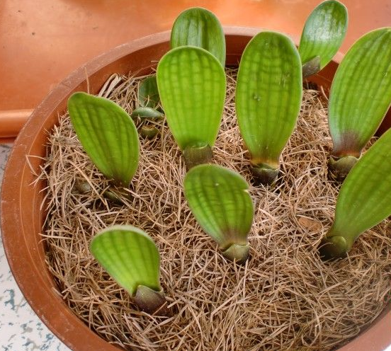 关于君子兰播种,育苗的那些事,你知道吗?