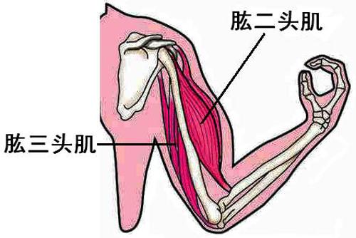 上肢包括哪些图片