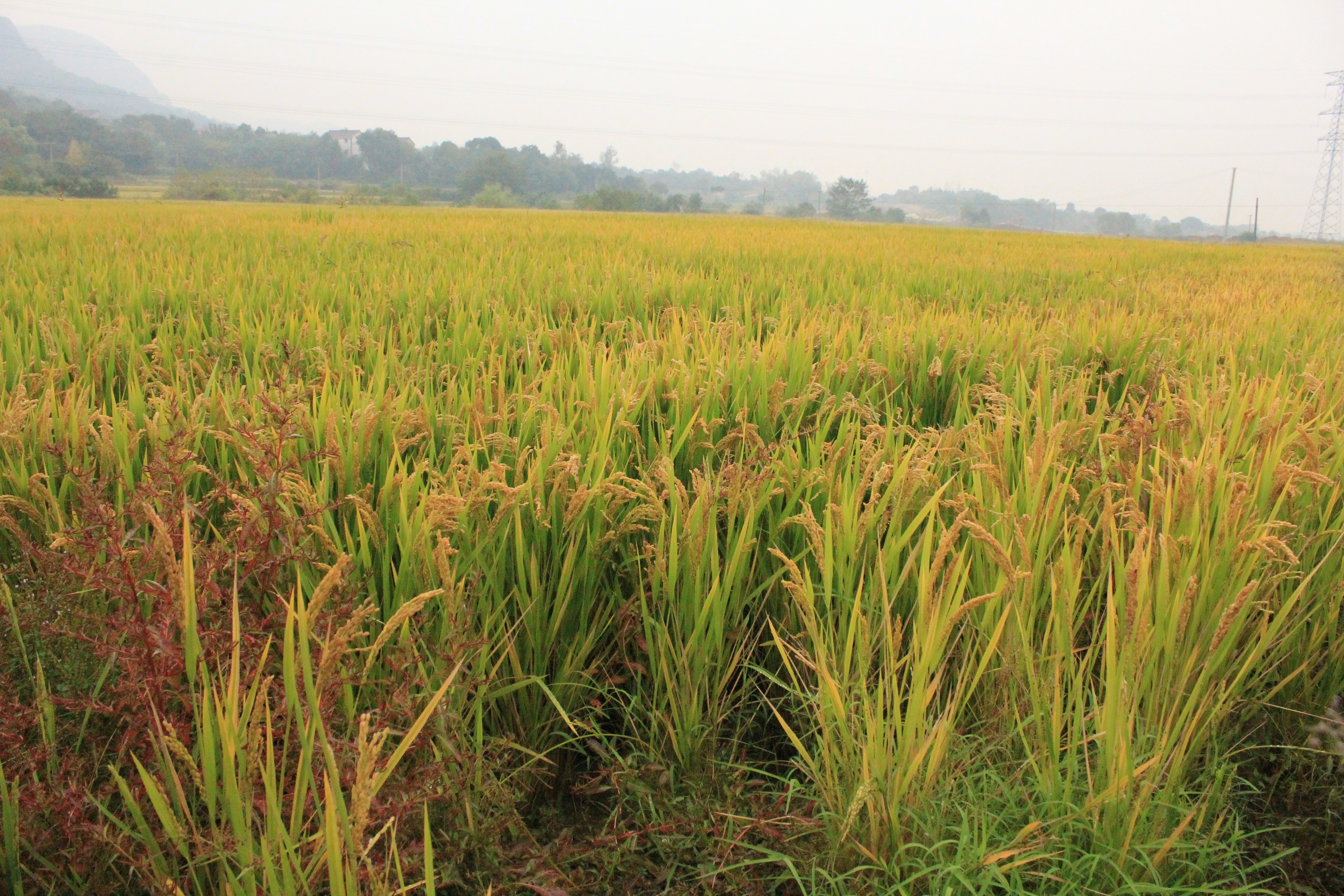 此文为"绿色增产故事"原创文章,侵权必究,大家一起学习庄稼地里的那些