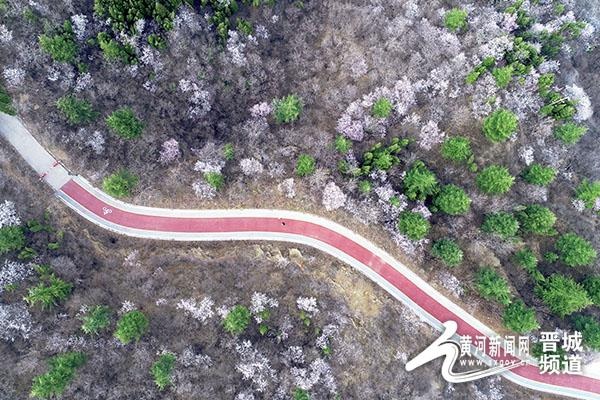 阳城虎头山公园:桃花盛开 春意盎然