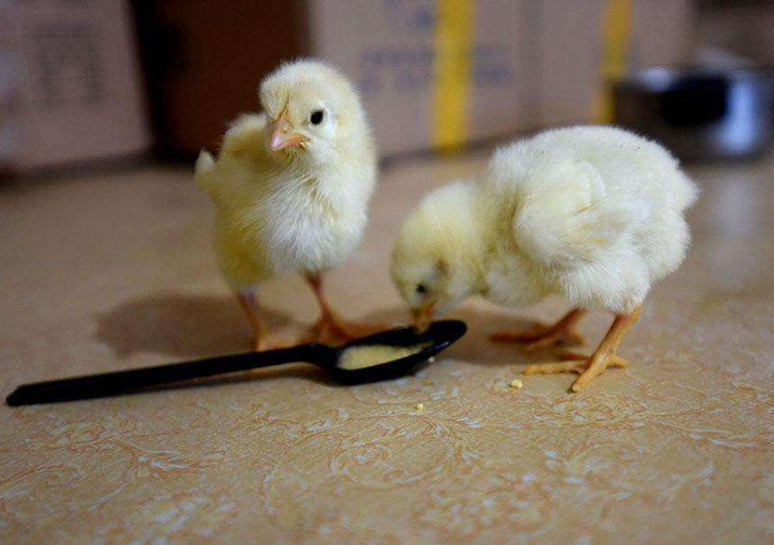 "你和宝宝说英语"每日一词:"啄木鸟,小鸡啄米"英文怎么说?