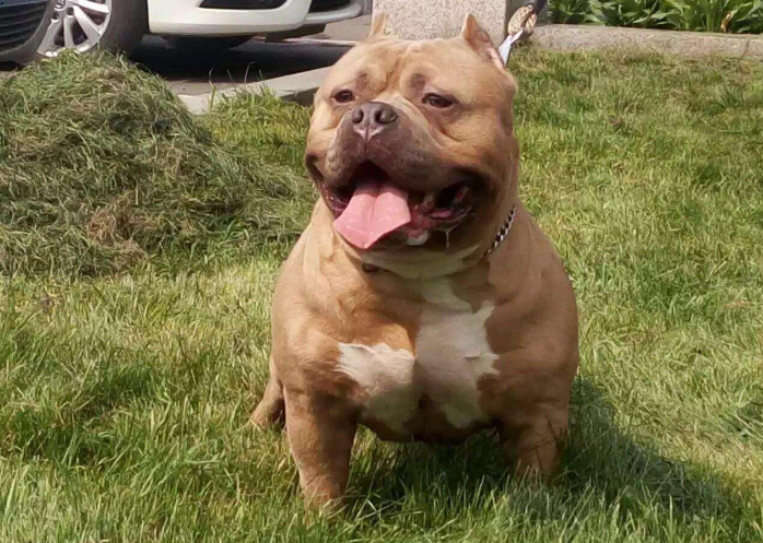 转载自百家号作者:猫叔萌宠吧