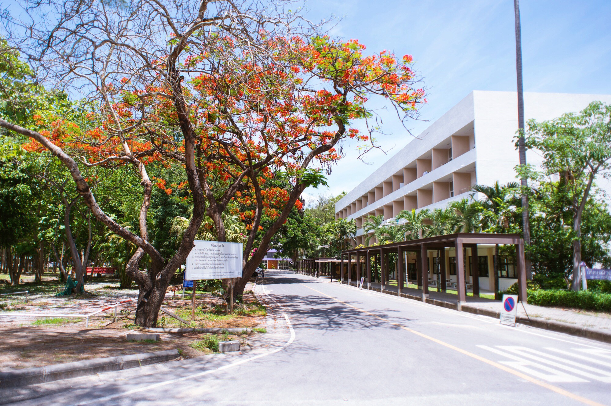 清迈大学,泰国北部最美的大学,中国游客最爱去这里打卡!