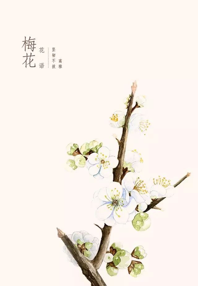 花自香来雪中梅!详细的水彩梅花教程来了