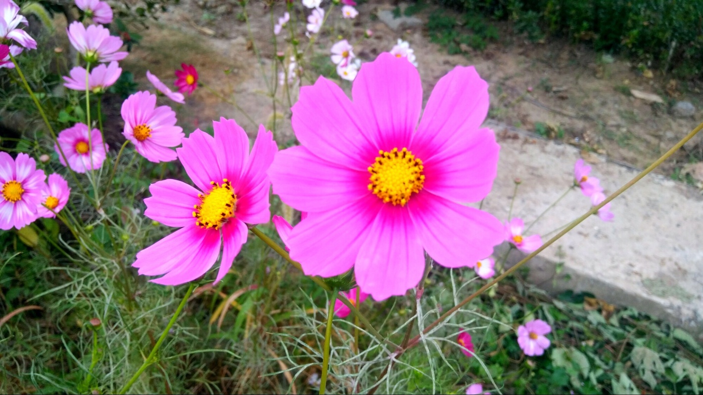 风光摄影:彩色的八瓣花