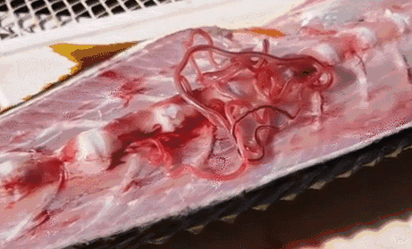 猪肉里红色虫子像血管图片