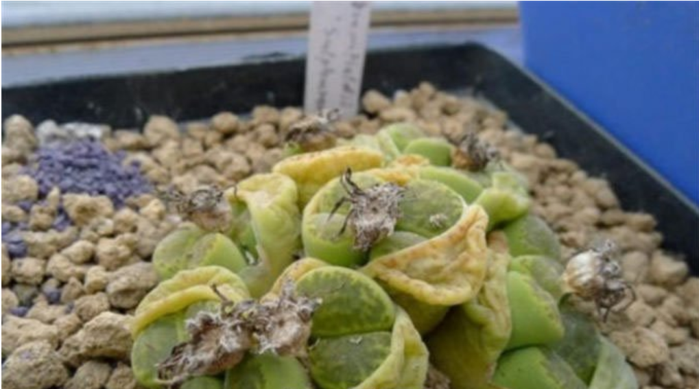 多肉冻伤了是啥样?3个阶段,教你学会预防冻伤以及治疗方法!