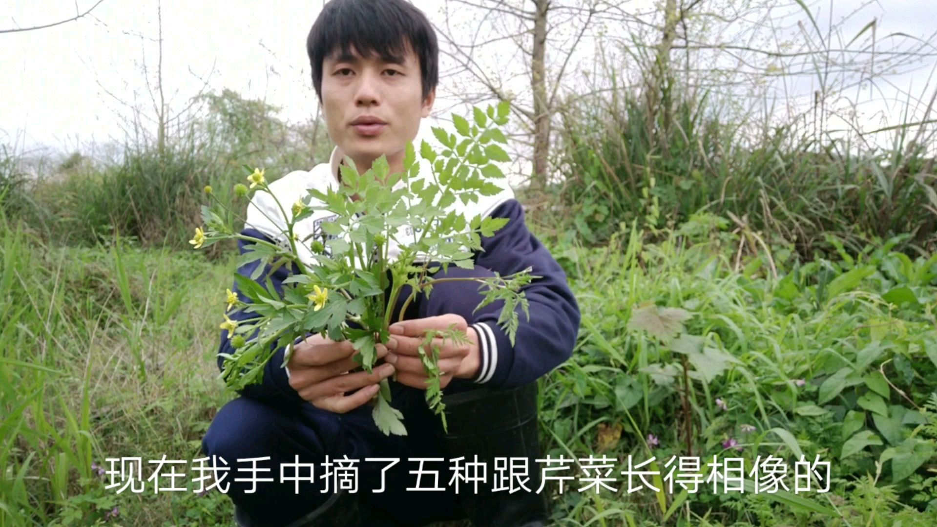 大家知道这几种野菜有毒吗?都跟芹菜长得像,五种只有水芹菜能吃