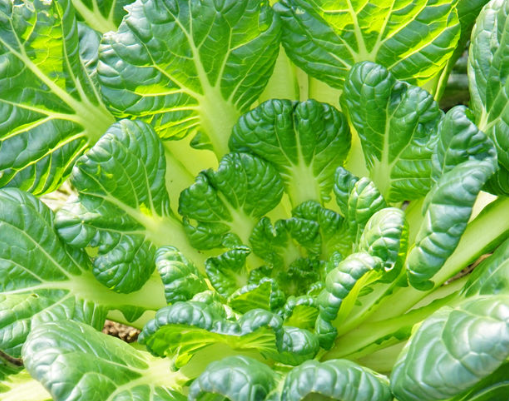 毛蛋说种植:塌菜的种植方法和注意事项