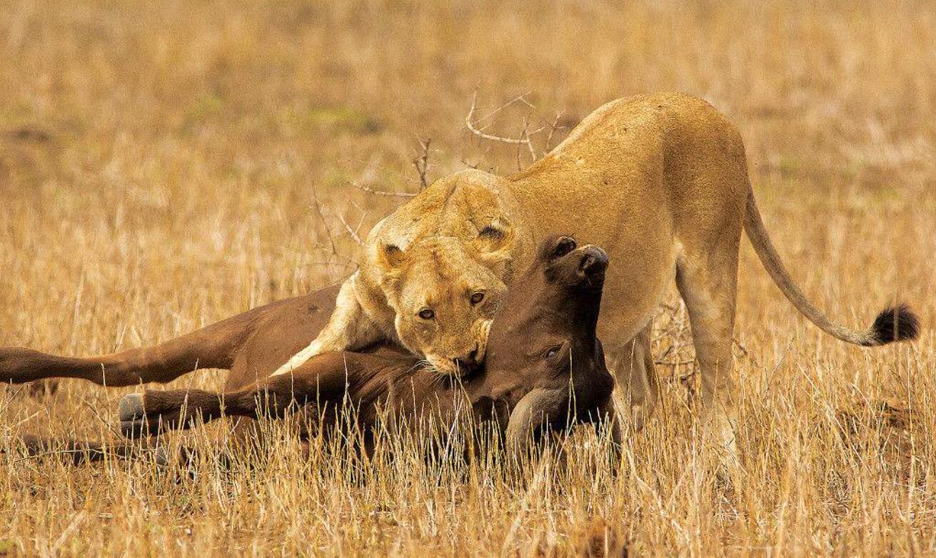 为什么野牛遇到狮子攻击时,不会反抗呢?看完涨知识了