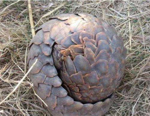 这动物是昂贵中药材,鳞片,肉都能入药,胃能容纳500克白蚁!