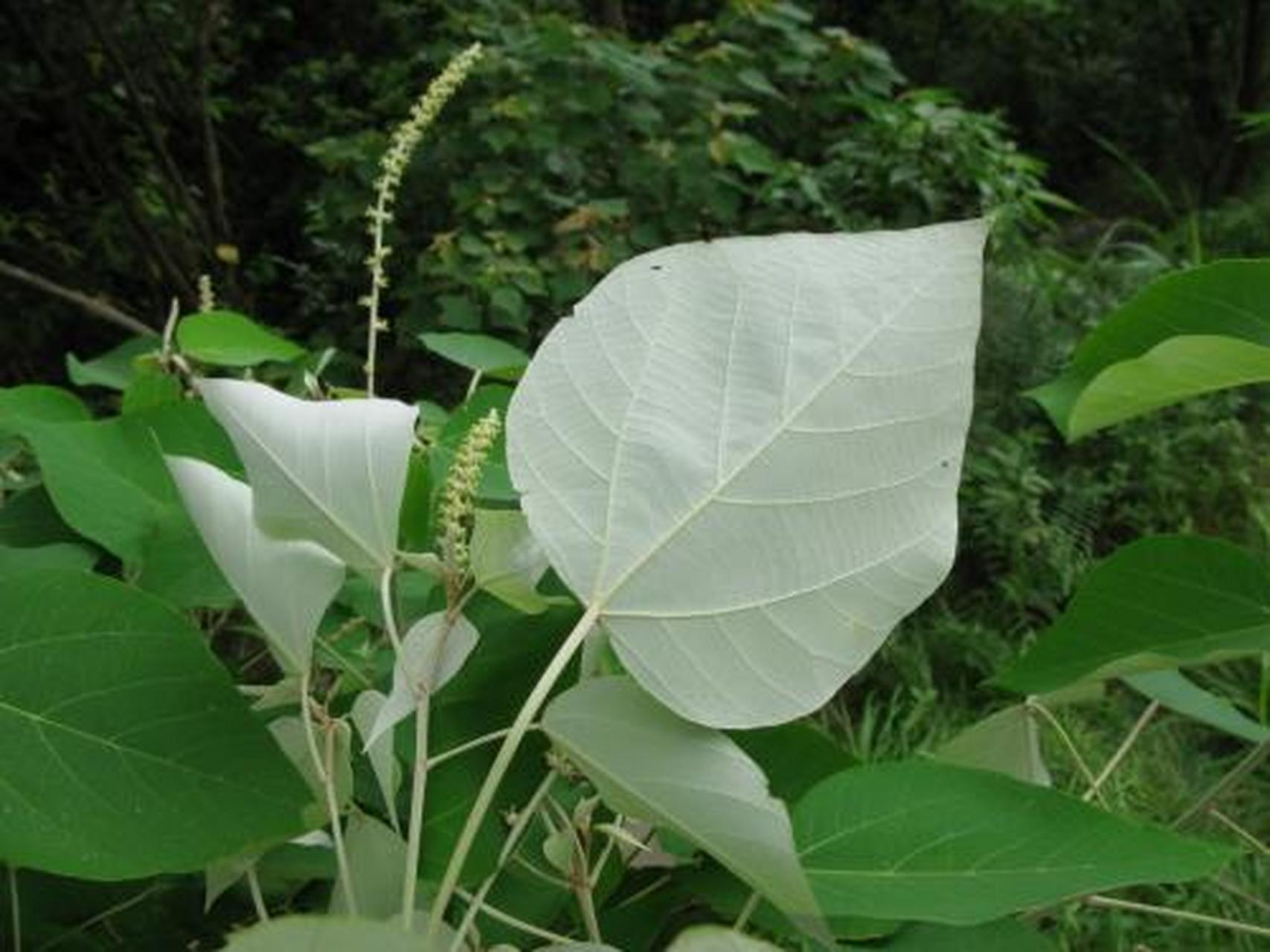 科普知识竞赛#白背叶,中药名.为大戟科野桐属植物白背的根或叶.