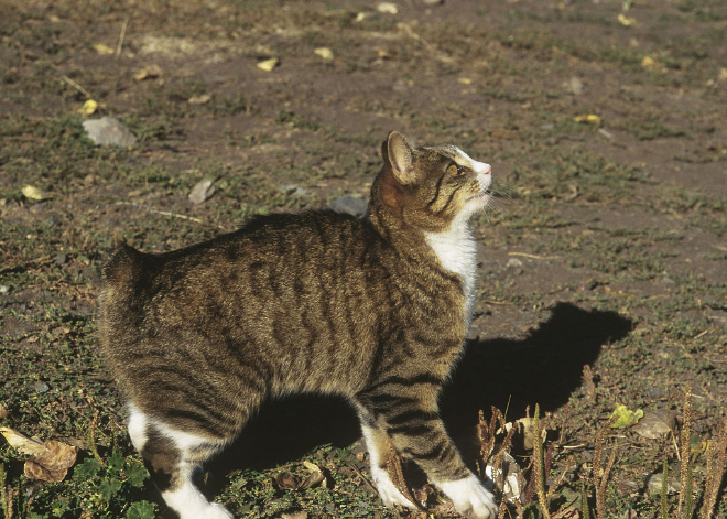 如何饲养马恩岛猫?