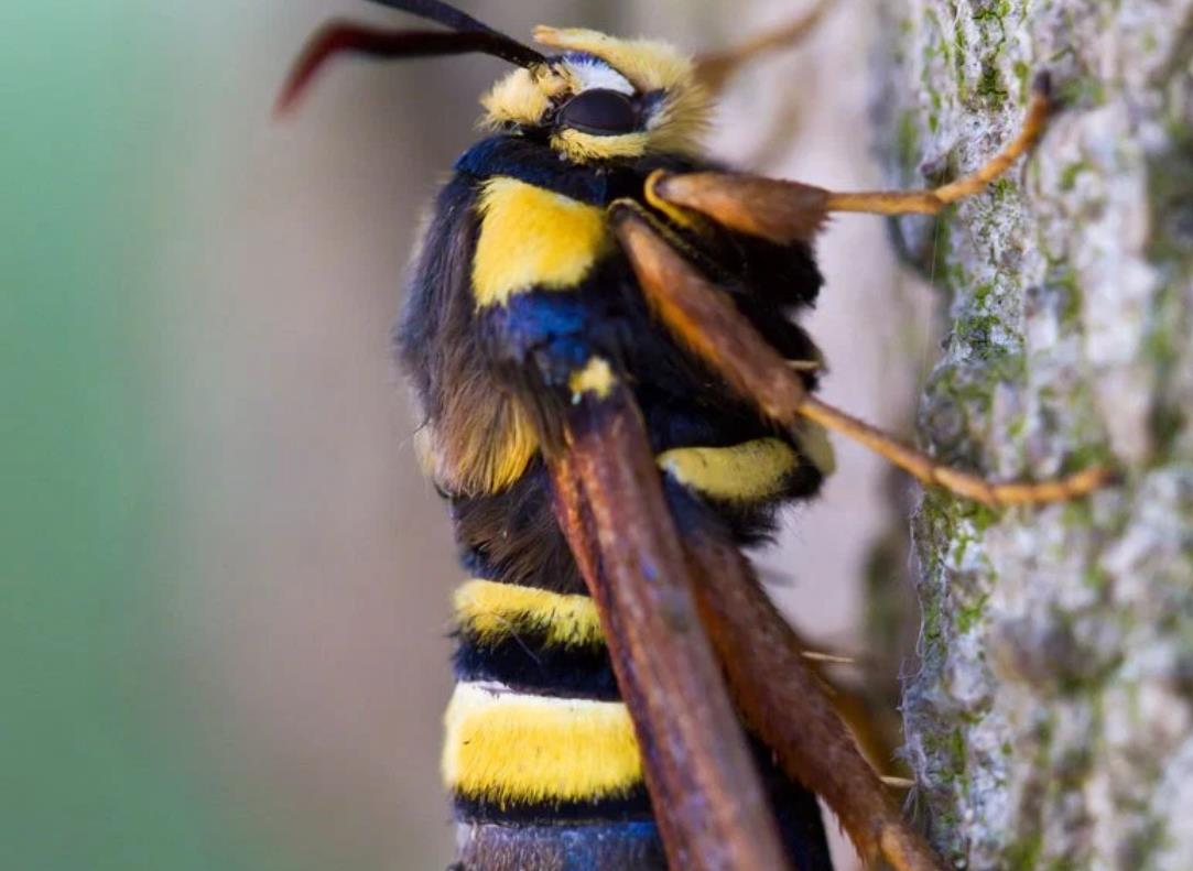 大自然就是奇妙,这种蛾子竟然将自己打扮成大黄蜂