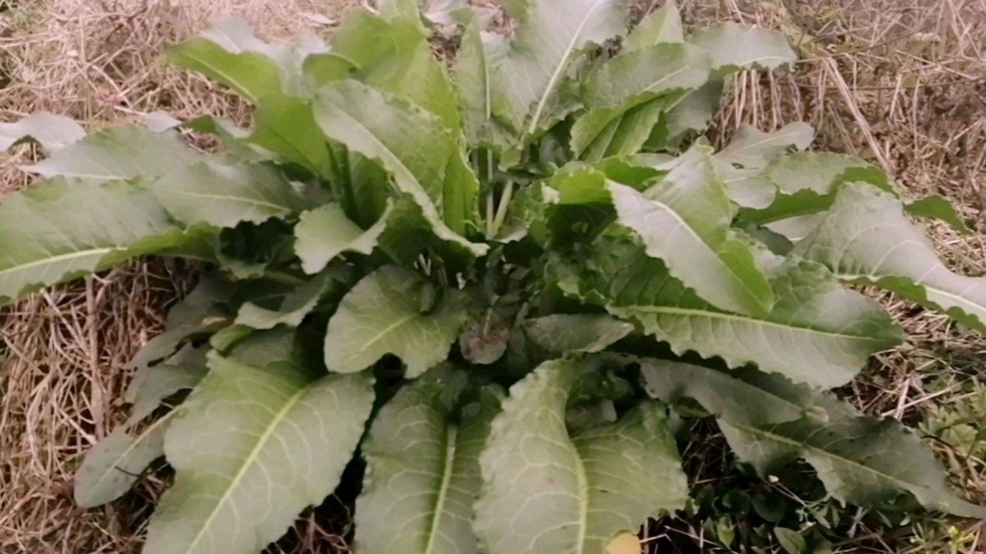 农村这种野菜很受欢迎,凤儿摘回家炒着吃,酸辣特别下饭