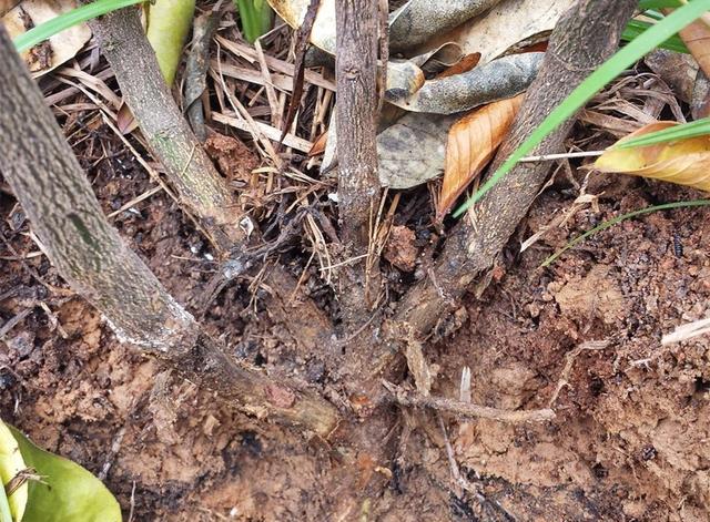 柑橘脚腐病的危害,发生规律以及全年发生规律,一起来了解一下!