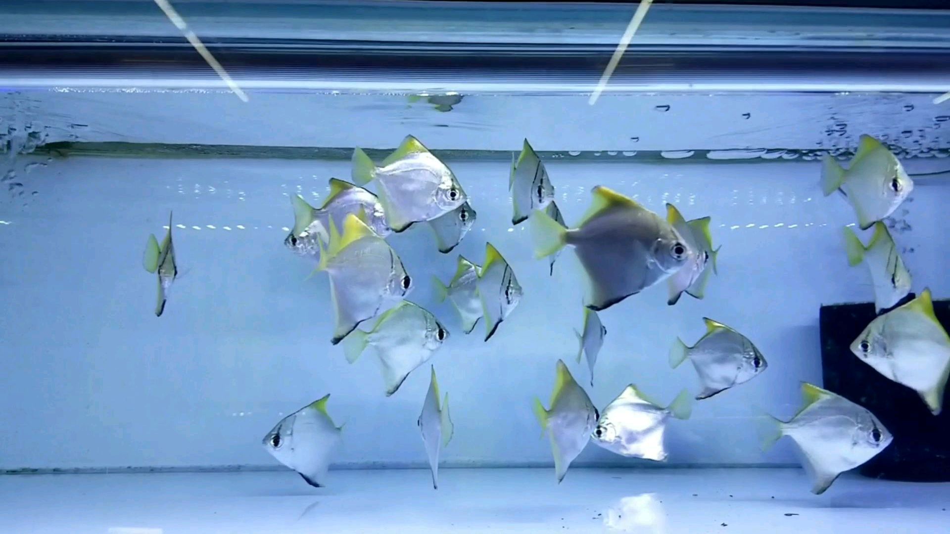 黄鳍鲳入坑手册,天生胆小敏感的观赏鱼!鱼缸中的黄色小精灵