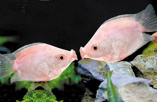 关于接吻鱼和清道夫鱼的介绍分辨雌雄,喂养以及一些养殖的小技巧
