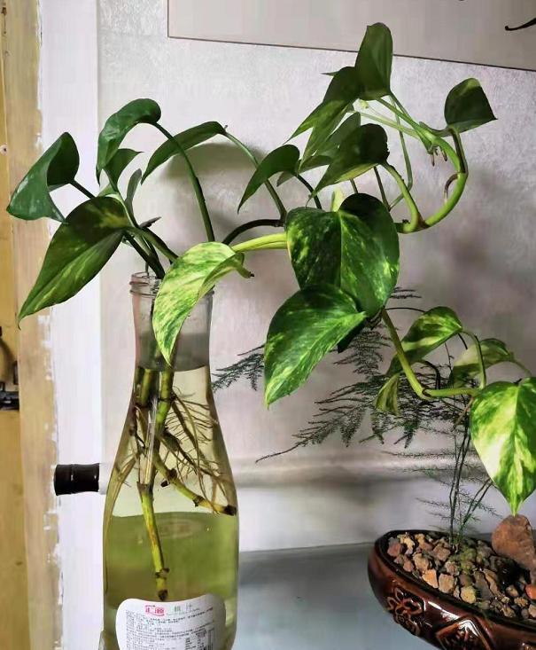 水培绿萝,用"黑暗魔法",快速生根,天天冒新叶,比用土养更好