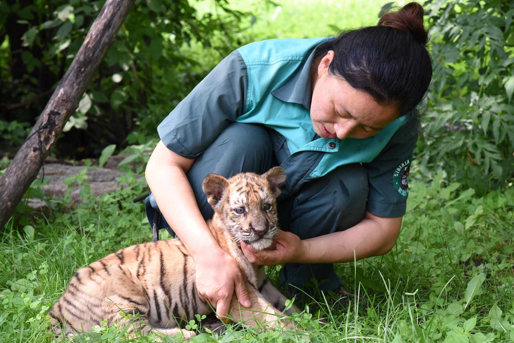 王者归来终可期——中国人工饲养繁育保护东北虎纪实(11)