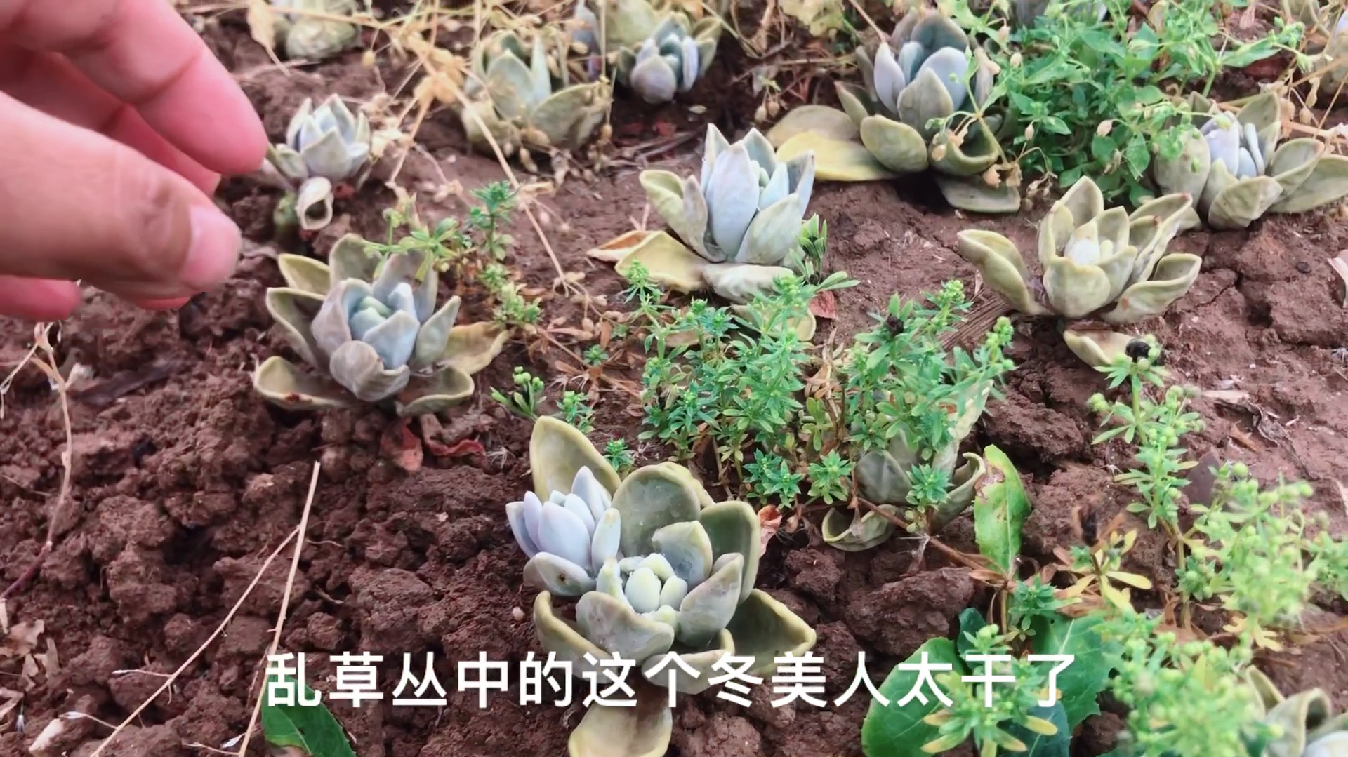 地里的冬美人都干成这个造型了,可还是没挂,多肉太好养了!