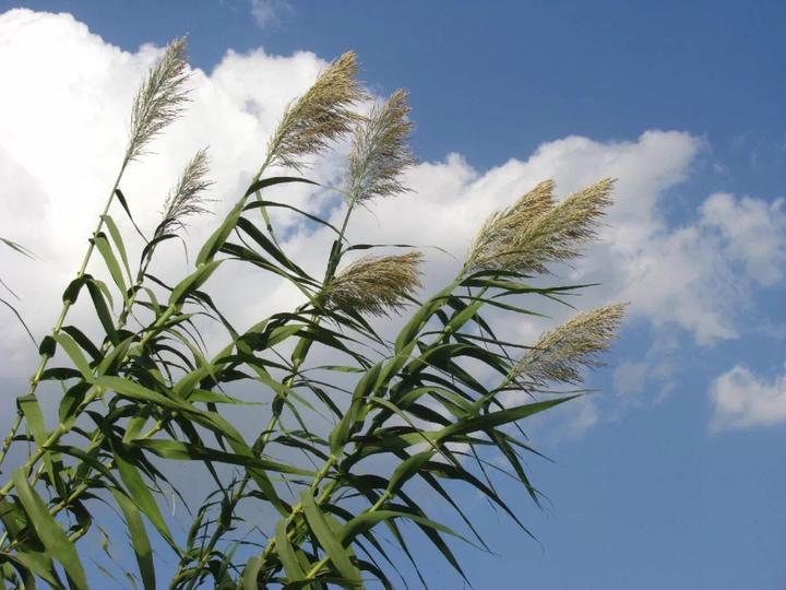 赏芦赏芦,你到底看到的是芦苇还是蒲苇?芦竹还是芦荻?