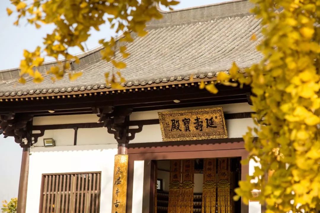 南京这个冬天最美的银杏,就藏在你的镜头里!