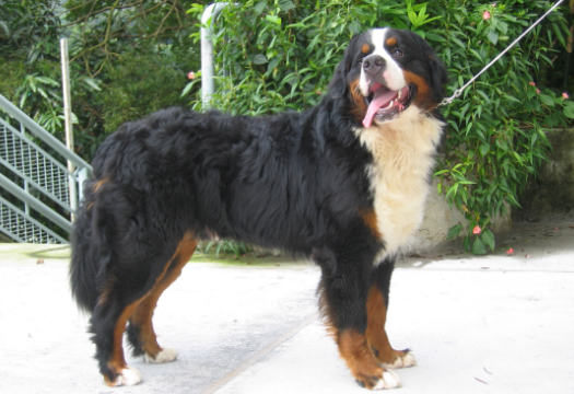 瑞士山地犬跟伯恩山犬图片