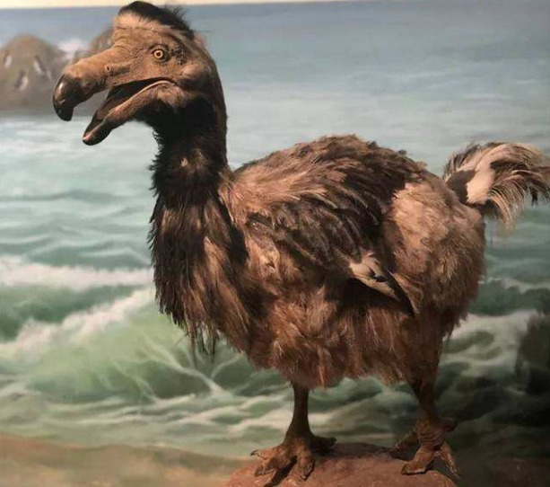 6种已灭绝动物的标本,第3种唯一存在中国