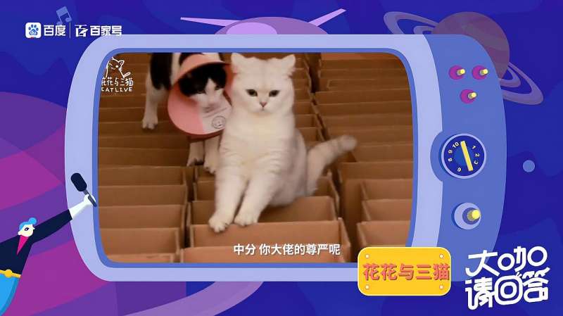 花花与三猫catlive前方高能大型吸猫现场来袭