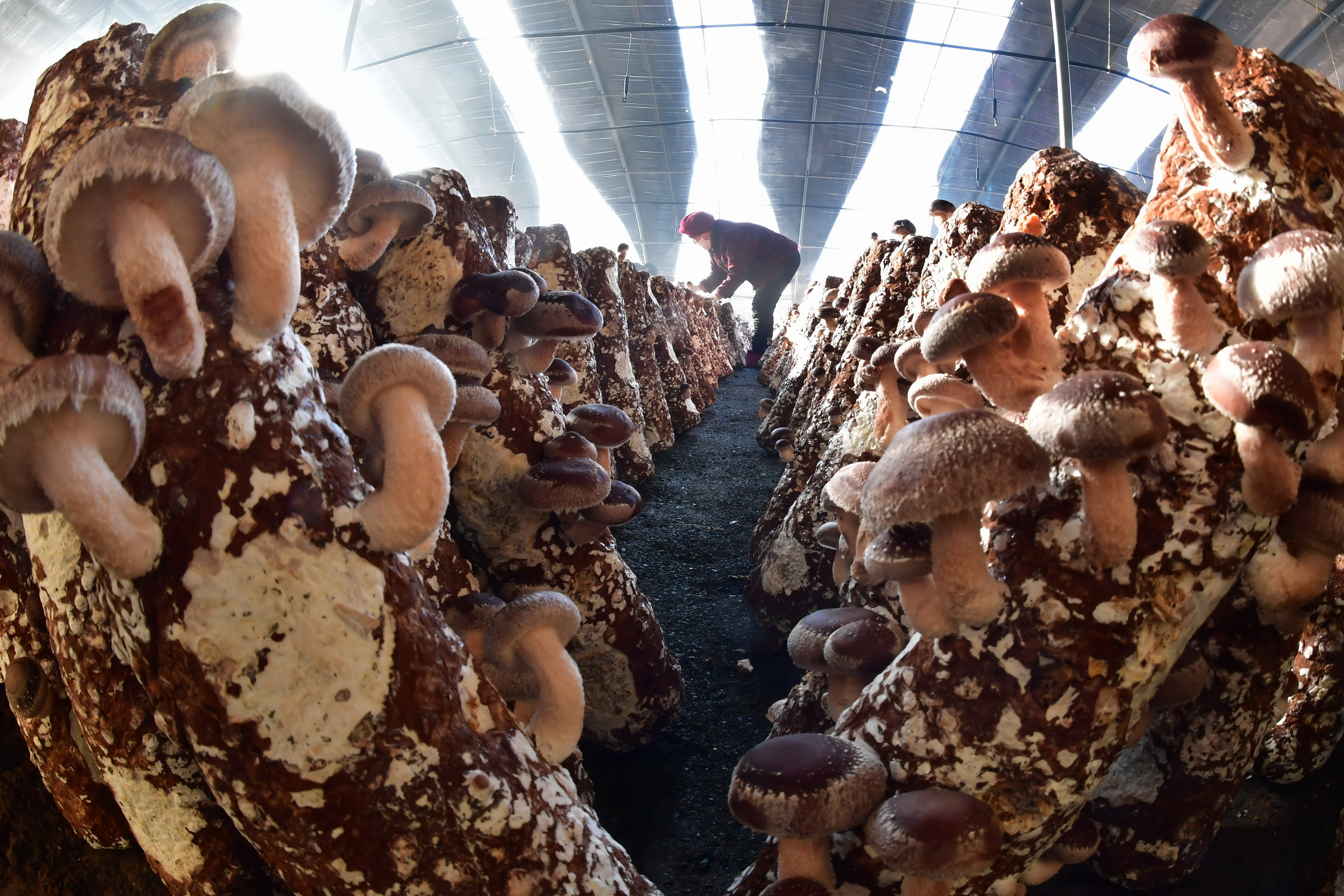 河北丰润:设施农业助力乡村振兴(4)