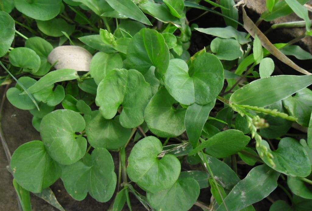 种植高产马蹄草的前提,需要一个合适的环境,加上正确的管理方法