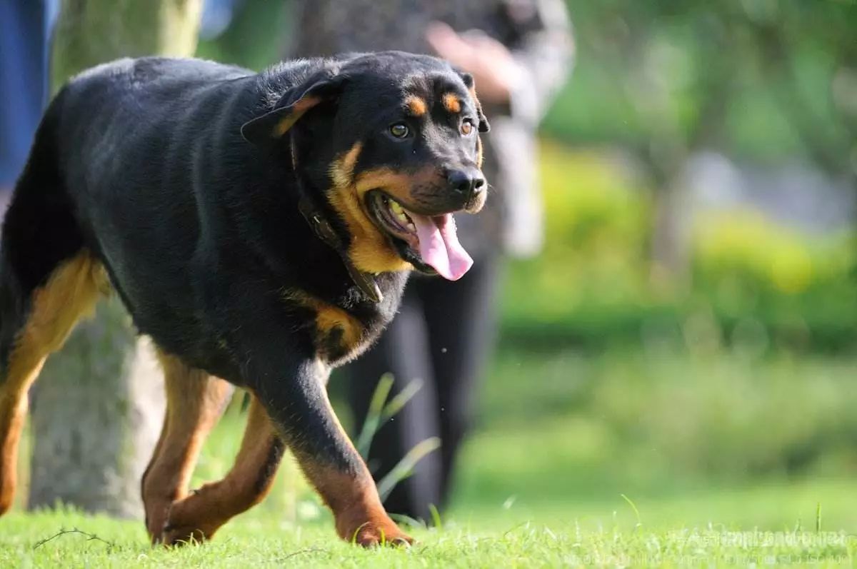 最帥最man犬種:馬犬和羅威納犬