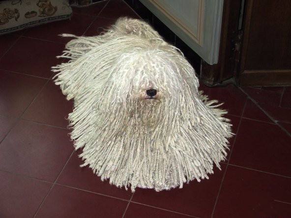 你好,请出示狗证——"小拖把"波利犬