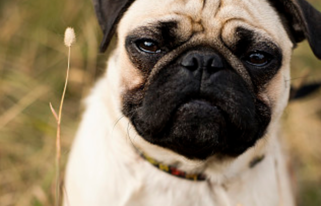 巴哥犬具备优良,爱干净的个性,这些特色便成为广受喜爱的原因