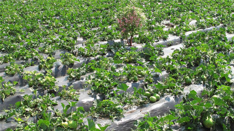 甜瓜如何种植,如何增甜,看完这篇你就明白了