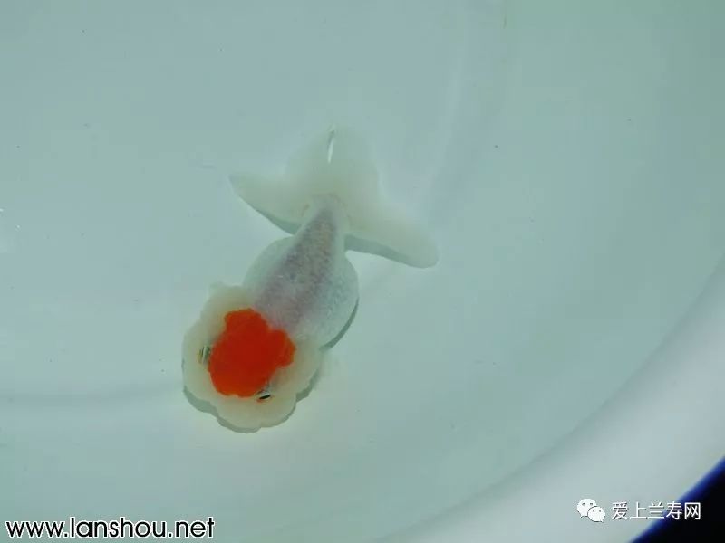 金鱼品种介绍之(红顶虎)